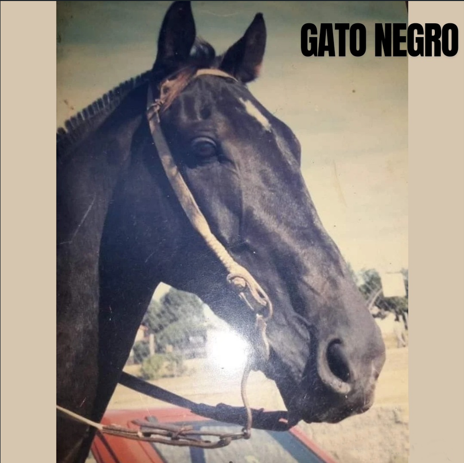 Gato Negro