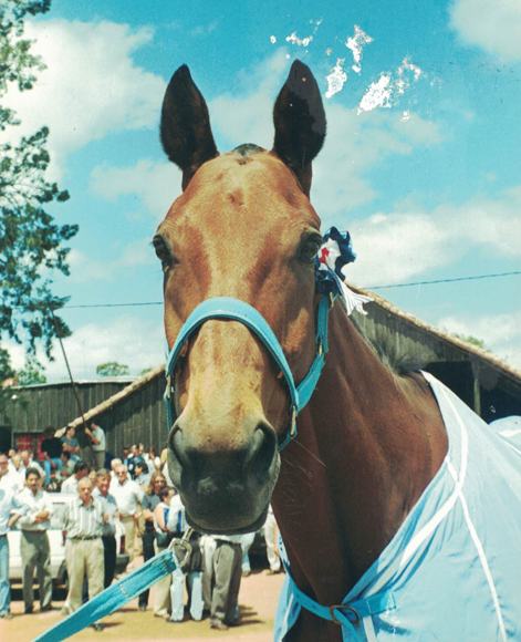 Cololo