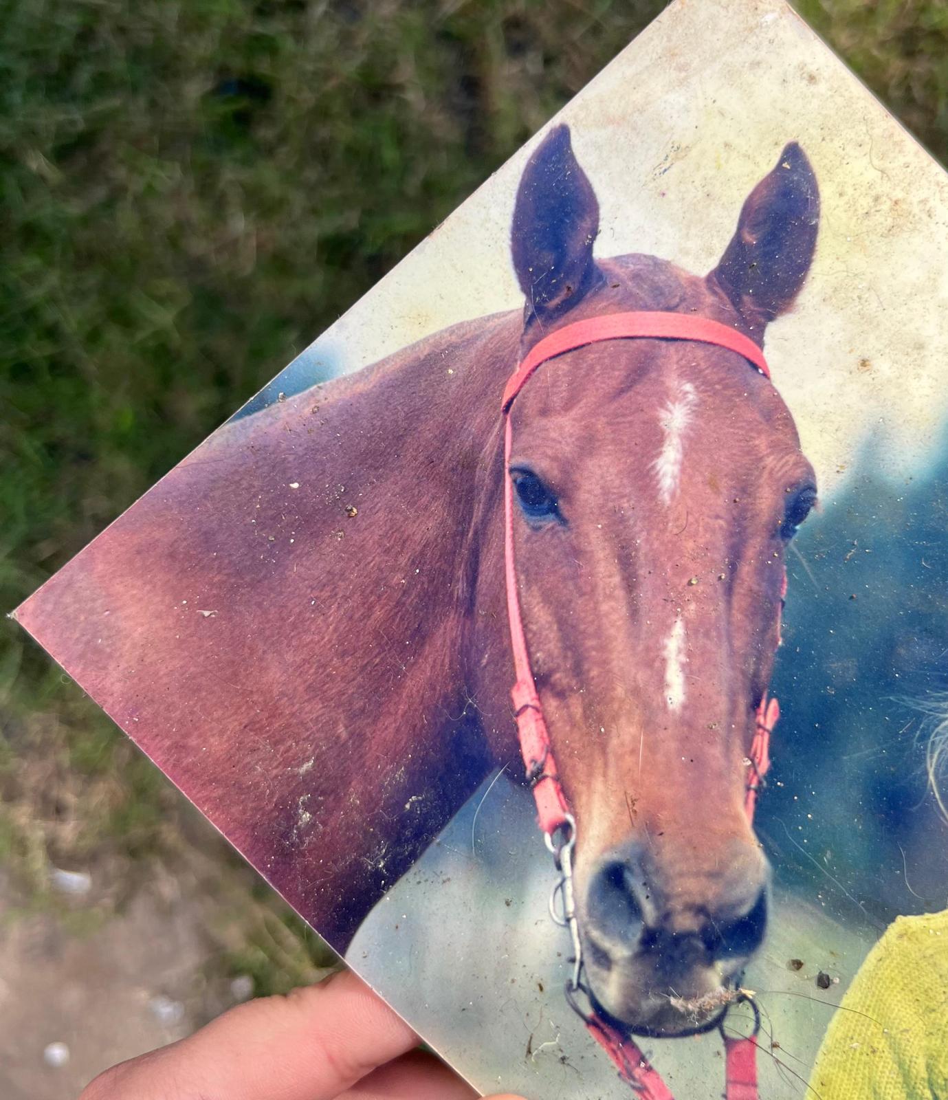 Duende Rojo (caballo)